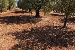 Terreno Agricolo in produzione