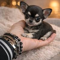 Cucciolo chihuahua toy