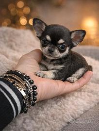 Cucciolo chihuahua toy