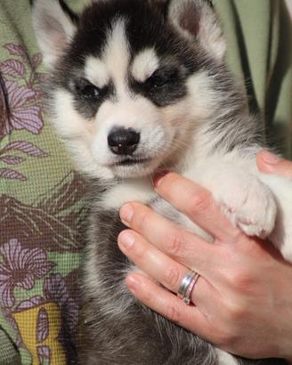 Cuccioli Siberian Husky