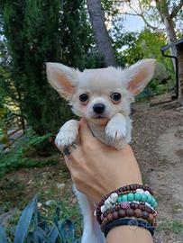 Chihuahua con pedigree