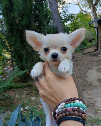 Chihuahua con pedigree