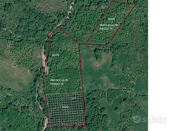 Terreno agricolo con ulivi e bosco di aceri