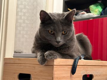 Splendida gatta certosina