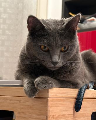 Splendida gatta certosina