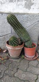 Pianta grassa cactus e altre varietà