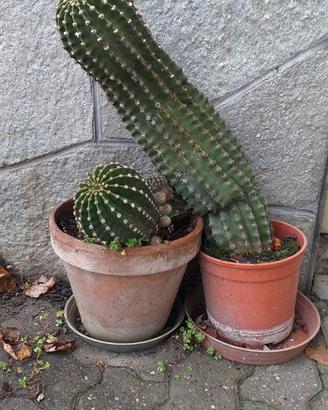 Pianta grassa cactus e altre varietà