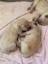 Golden retriever