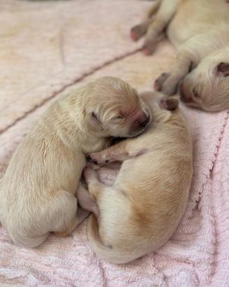 Golden retriever