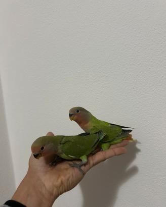 Inseparabili