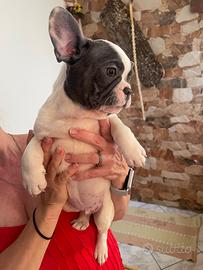 Bulldog francese