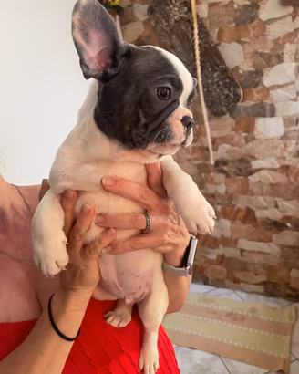 Bulldog francese