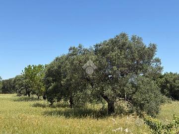 TER. AGRICOLO A GIOIA DEL COLLE