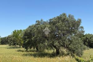 TER. AGRICOLO A GIOIA DEL COLLE