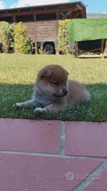 Meravigliosi cuccioli di Shiba