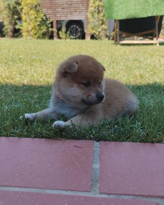 Meravigliosi cuccioli di Shiba