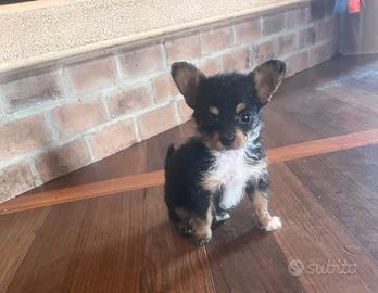 Chihuahua mini toy