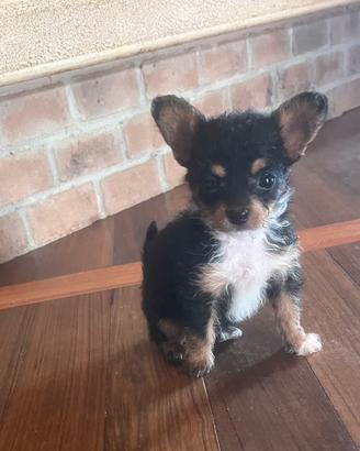 Chihuahua mini toy