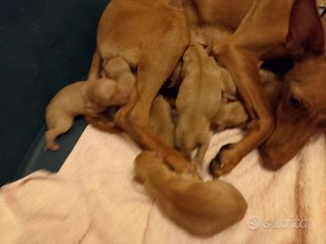 PRENOTAZIONI cuccioli di Cirneco con Pedigree