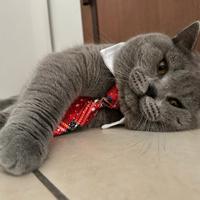 British shorthair per accoppiamento