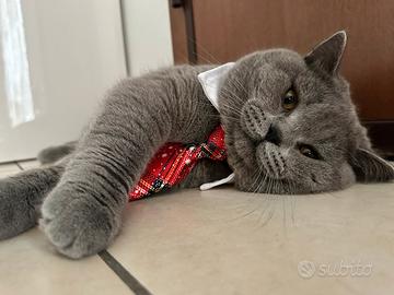 British shorthair per accoppiamento