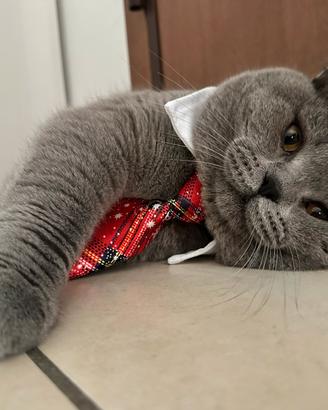 British shorthair per accoppiamento