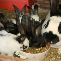 Conigli giganti incrociati