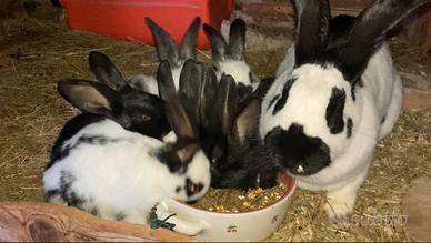 Conigli giganti incrociati