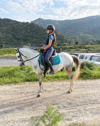 Pony dressage