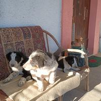 Cuccioli di border collie disponibili