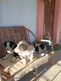 Cuccioli di border collie disponibili