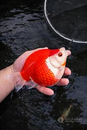 TAMASABA GIAPPONESI HQ pesci per laghetto