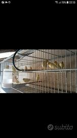 Canarini da canto malinois waterslager in purezza