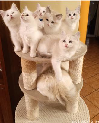 Prenotazione Gattini di Razza Ragdoll