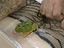 Immagine 2