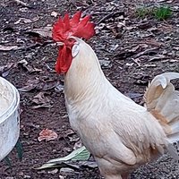 Gallo livornese