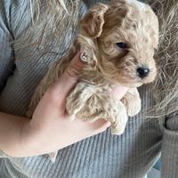 Maltipoo
