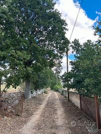 Antica masseria da ristrutturare