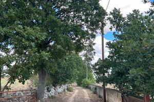 Antica masseria da ristrutturare