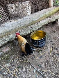 Gallo calzato millefiori