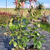 Photinia h 80+ cm