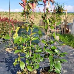 Photinia h 80+ cm