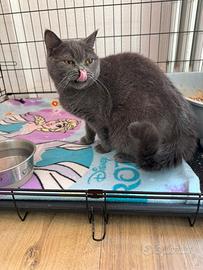 British shorthair