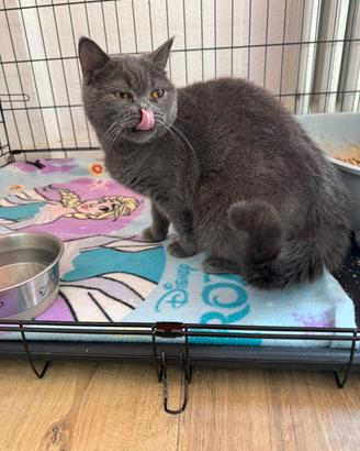 British shorthair