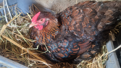 Araucana, Cemani, Wyandotte, Phoenix