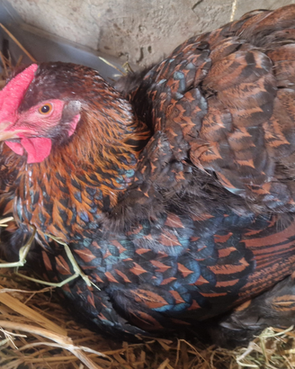 Araucana, Cemani, Wyandotte, Phoenix