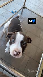 pitbull originali 