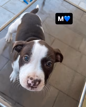 pitbull originali 