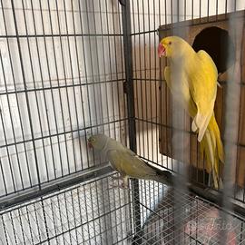 Coppia di collari riproduttiva mutati