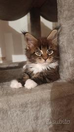 Maine Coon